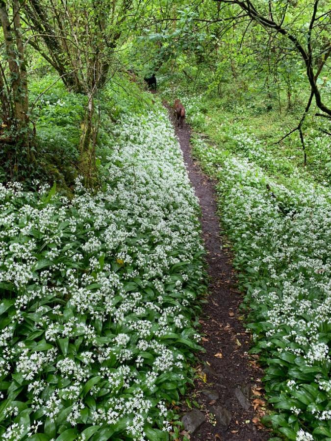 Kabin In The Woods Llandybie Экстерьер фото