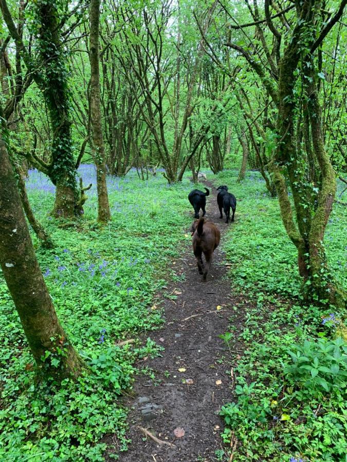 Kabin In The Woods Llandybie Экстерьер фото
